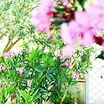 Daire 4 Seasons *