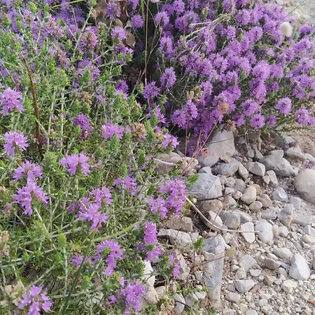 4 Seasons Himare