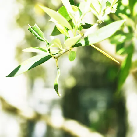 4 Seasons Himare